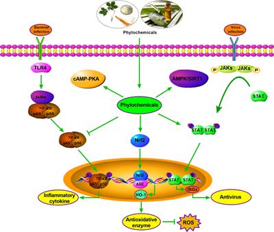 Pharmacological Applications and Action Mechanisms of Phytochemicals as <mark class="highlighted">Alternatives to Antibiotics</mark> in Pig Production